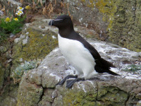 Craster & Dunstanburgh Castle